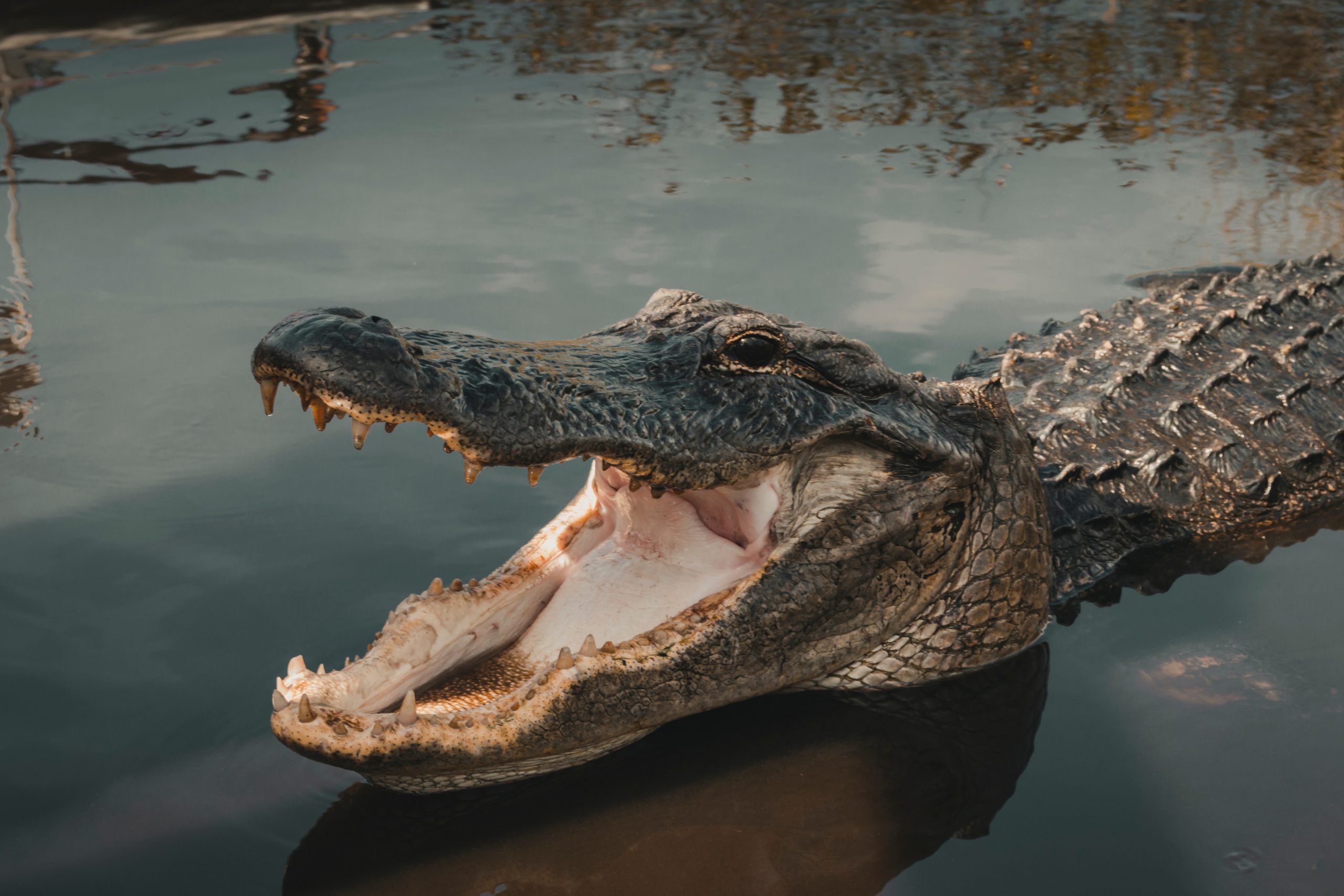 alligator in the everglades - private everglades tour