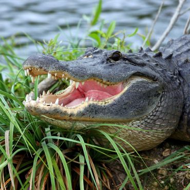 everglades alligators resting on grass
