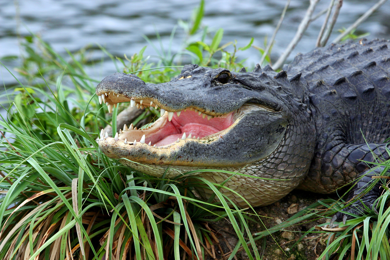 everglades alligators resting on grass