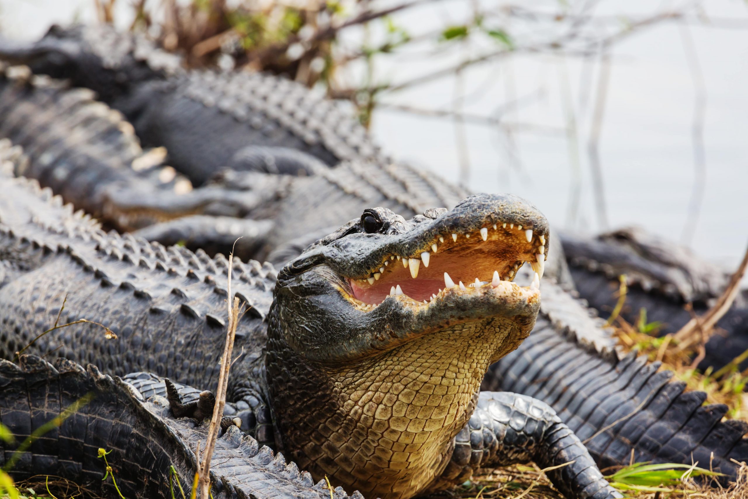 american alligator on evergaldes airboat tourl