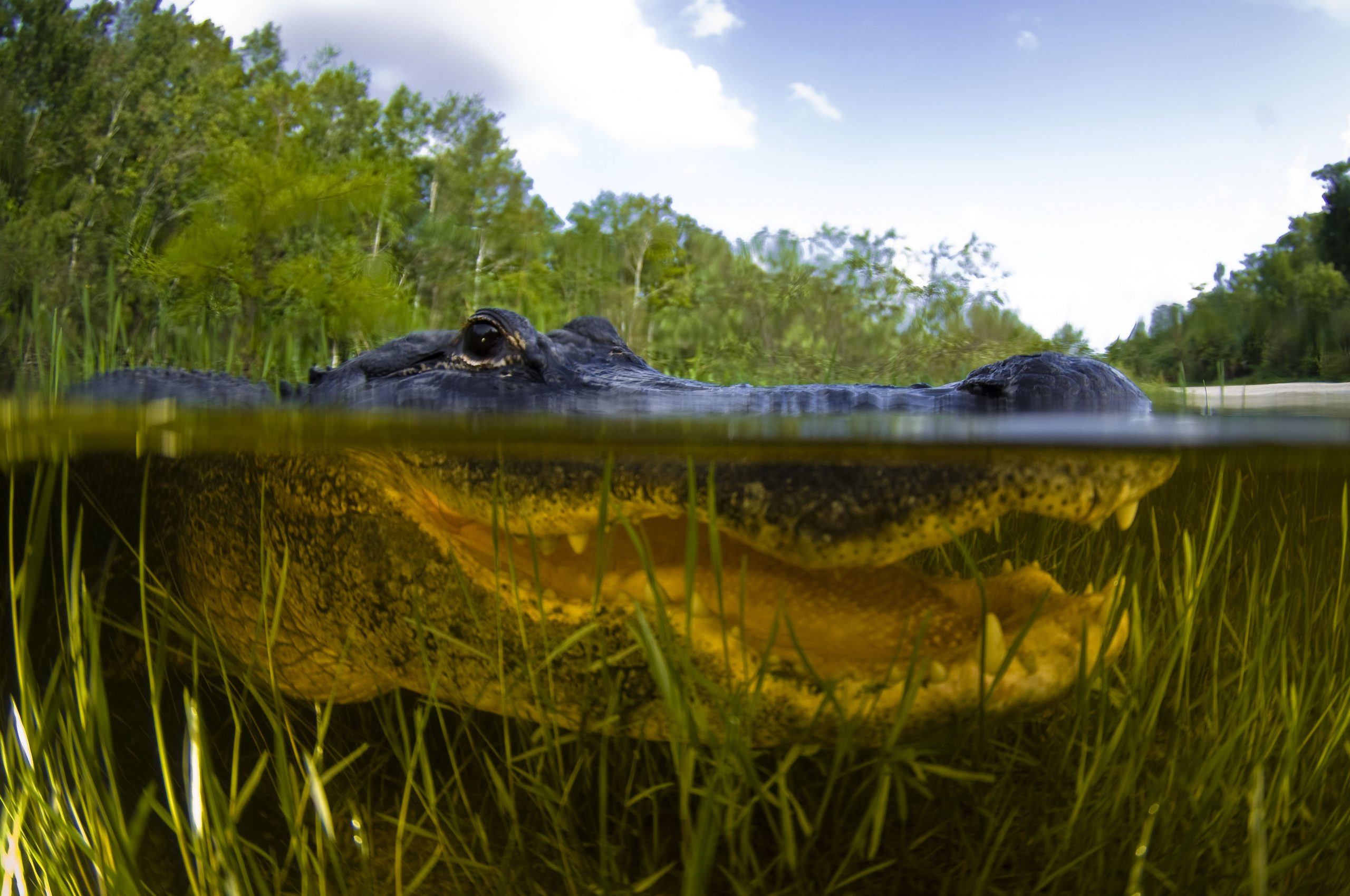 Airboat Tour