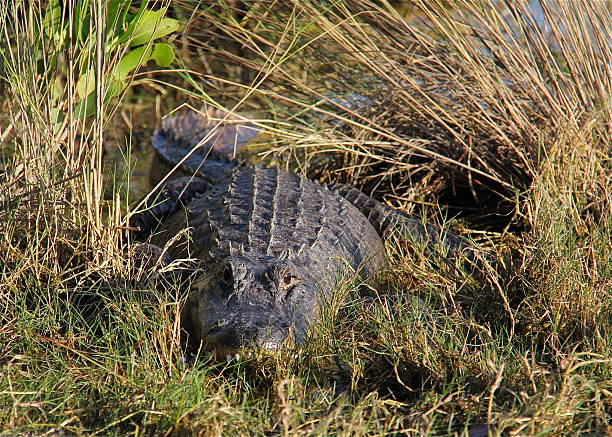 South Florida Airboat Tour