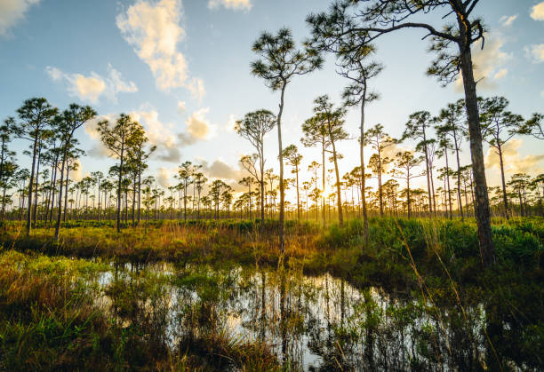 Tour of The Florida Everglades