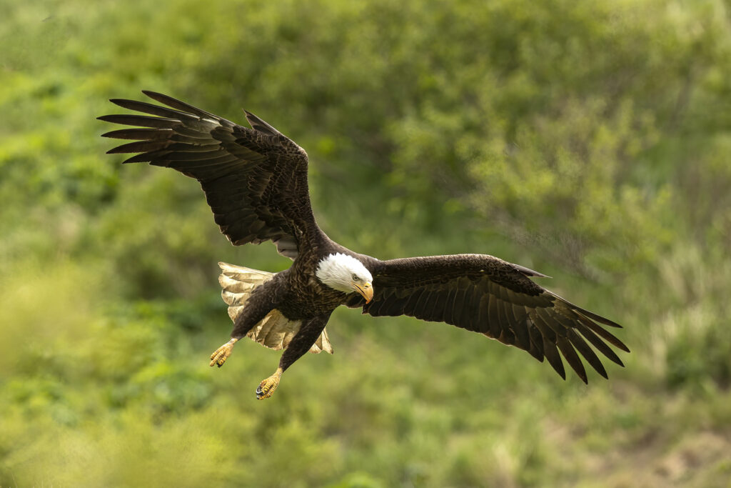 florida everglades tour