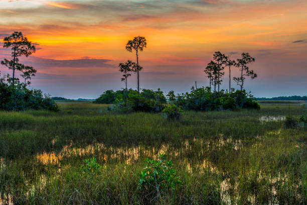 florida everglades