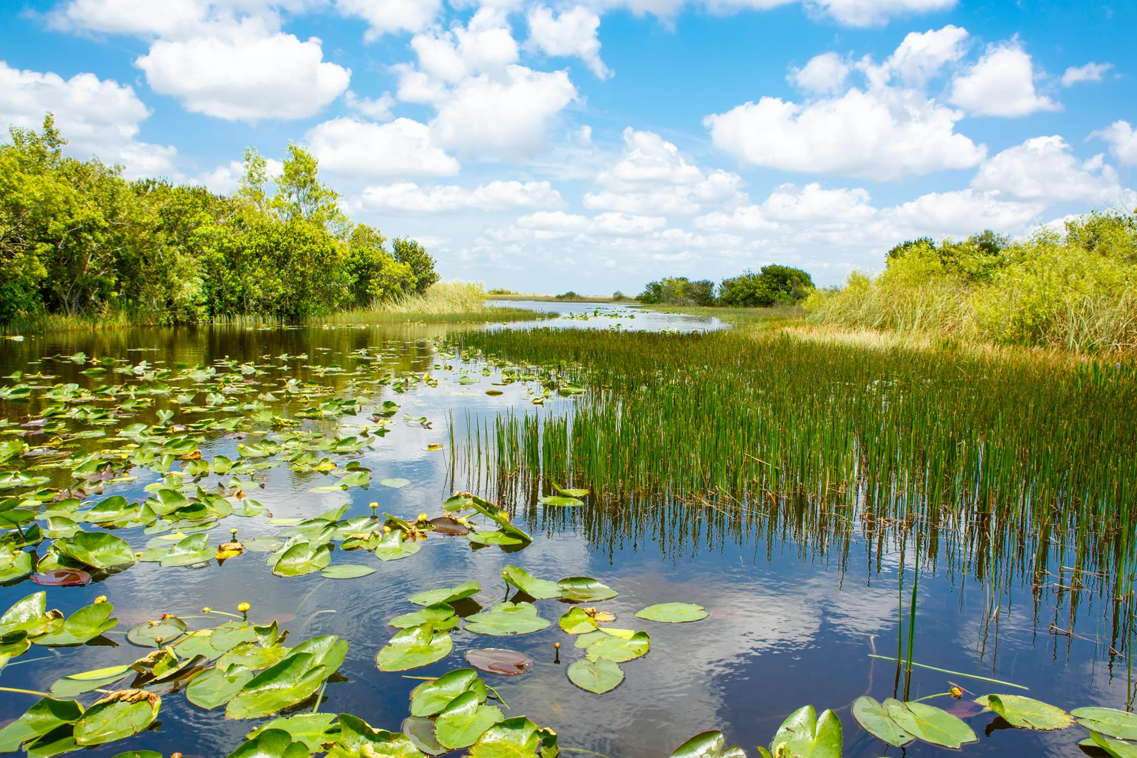 Everglades airboat tour