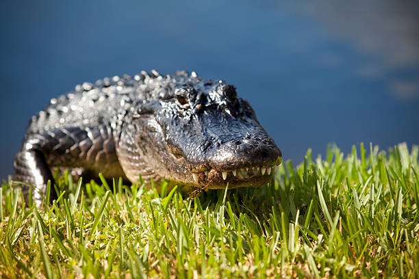 Florida Everglades Tour Boynton Beach