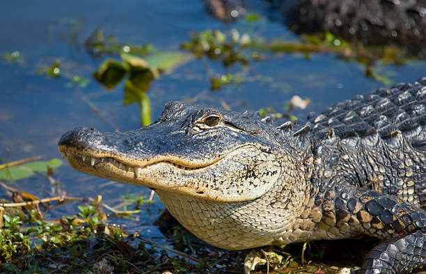 Florida Everglades Tour Coral Springs