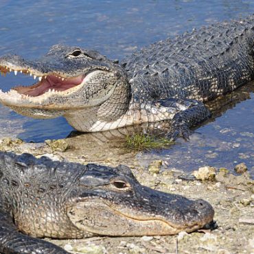 Florida Everglades Tour Deerfield Beach