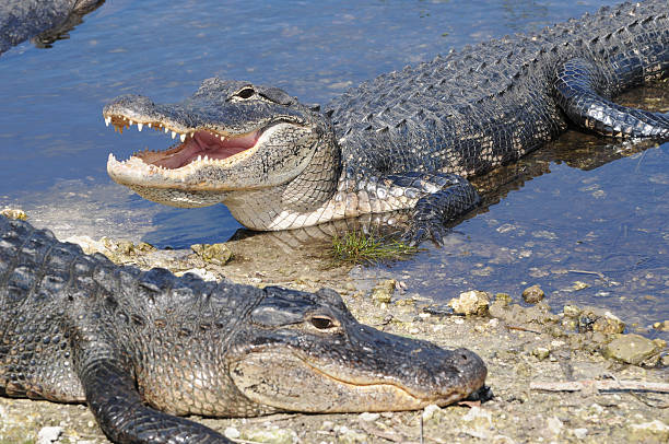 Florida Everglades Tour Deerfield Beach